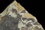 Fossil Fish (Gosiutichthys) Mortality Plate - Lake Gosiute #89992-3